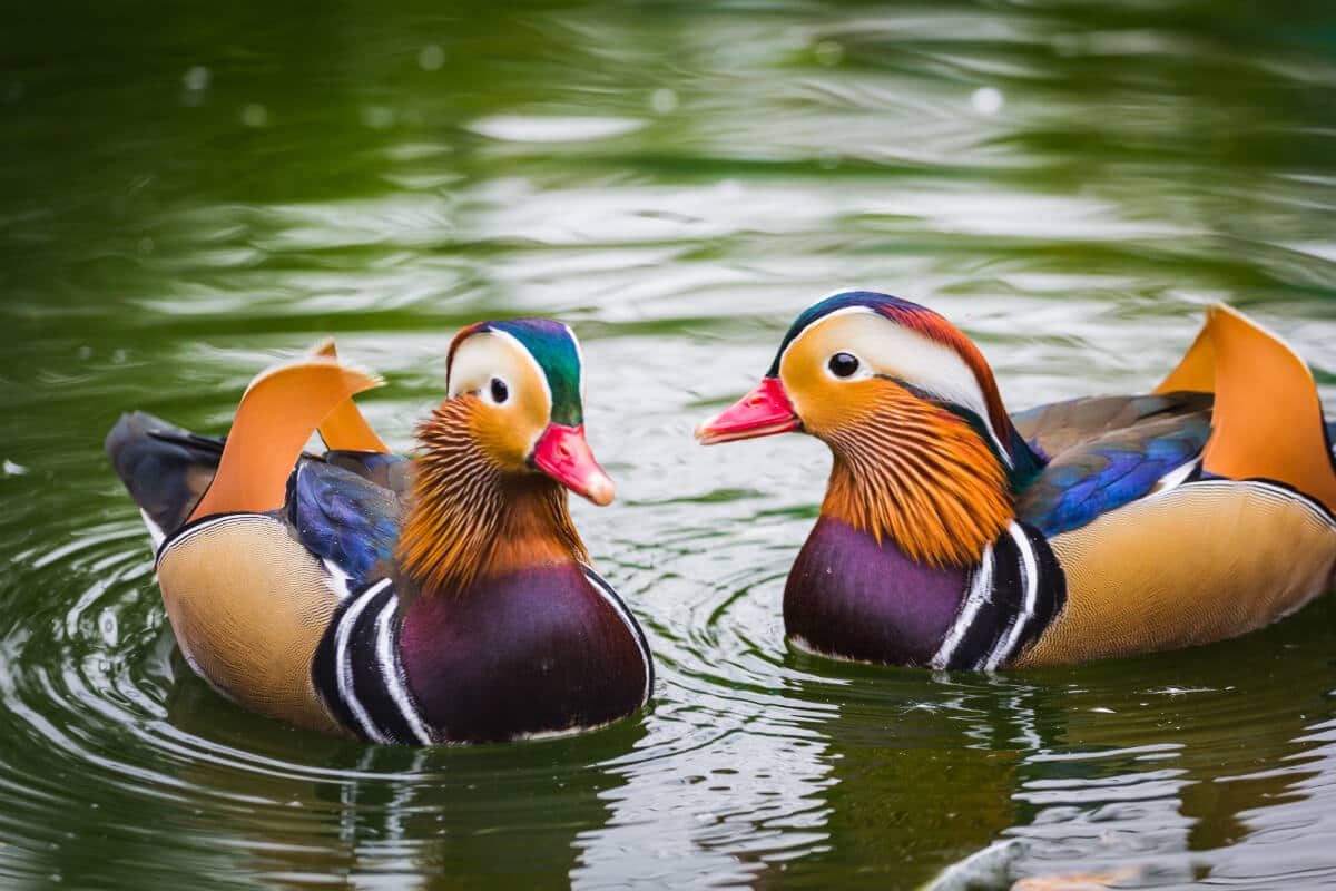 6 Mandarin Ducks share their favourite mandarin facts and recipes