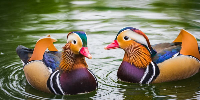 6 Mandarin Ducks share their favourite mandarin facts and recipes