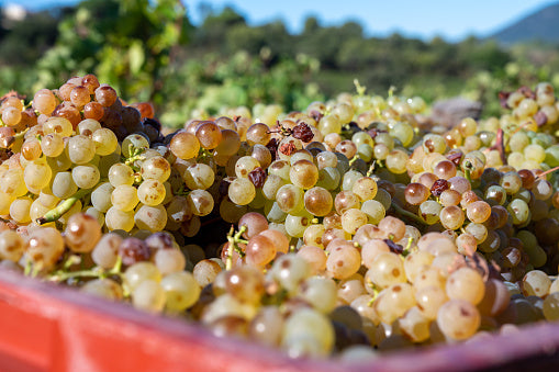 All about Vermentino